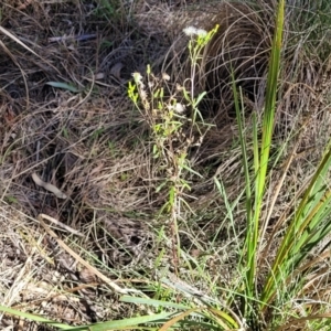 Senecio diaschides at Bruce, ACT - 16 Sep 2023