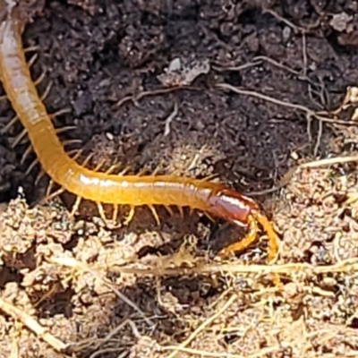 Geophilomorpha sp. (order) (Earth or soil centipede) at Bruce, ACT - 16 Sep 2023 by trevorpreston