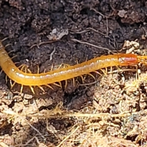 Geophilomorpha sp. (order) at Bruce, ACT - 16 Sep 2023