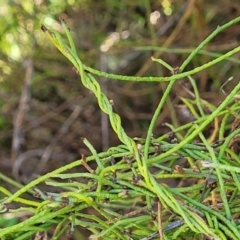 Cassytha pubescens (Devil's Twine) at Bruce, ACT - 16 Sep 2023 by trevorpreston