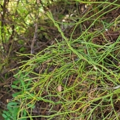 Cassytha pubescens at Bruce, ACT - 16 Sep 2023