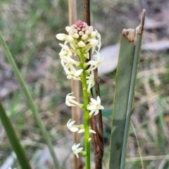 Stackhousia monogyna (Creamy Candles) at Bruce, ACT - 16 Sep 2023 by trevorpreston