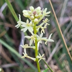 Stackhousia monogyna at Bruce, ACT - 16 Sep 2023