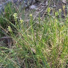 Stackhousia monogyna at Bruce, ACT - 16 Sep 2023