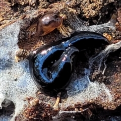 Parakontikia ventrolineata (Stripe-bellied flatworm) at Bruce, ACT - 16 Sep 2023 by trevorpreston