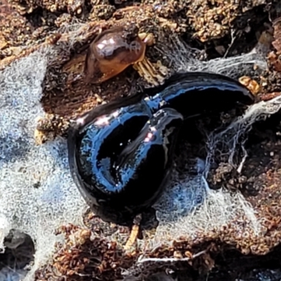 Parakontikia ventrolineata (Stripe-bellied flatworm) at Bruce Ridge to Gossan Hill - 15 Sep 2023 by trevorpreston