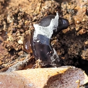 Parakontikia ventrolineata at Bruce, ACT - 16 Sep 2023