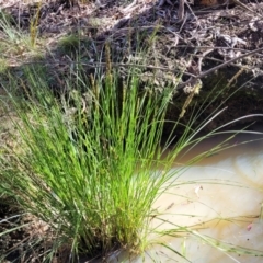 Carex appressa (Tall Sedge) at Bruce, ACT - 15 Sep 2023 by trevorpreston