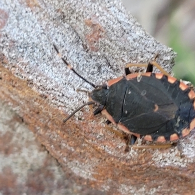 Diemenia rubromarginata (Pink-margined bug) at Bruce Ridge to Gossan Hill - 15 Sep 2023 by trevorpreston