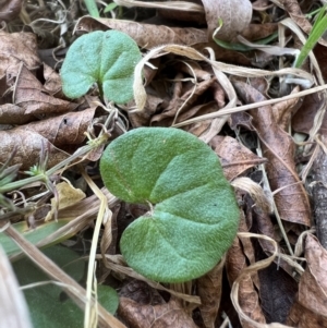 Dichondra repens at Higgins, ACT - 14 Sep 2023