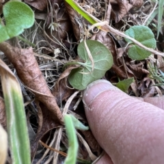 Dichondra repens at Higgins, ACT - 14 Sep 2023 12:30 PM