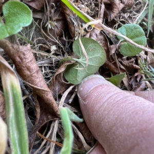 Dichondra repens at Higgins, ACT - 14 Sep 2023 12:30 PM