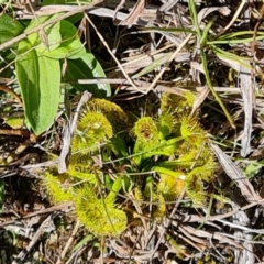 Drosera gunniana (Pale Sundew) at Jerrabomberra, ACT - 16 Sep 2023 by Mike