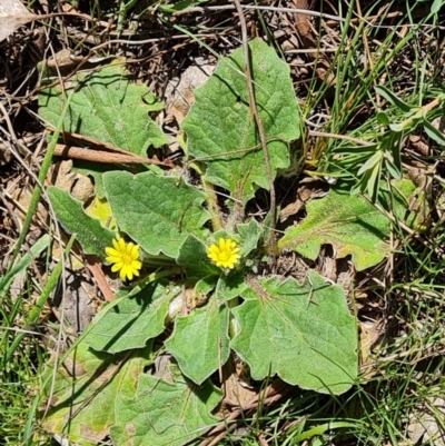 Cymbonotus sp. (preissianus or lawsonianus) (Bears Ears) at Jerrabomberra, ACT - 16 Sep 2023 by Mike