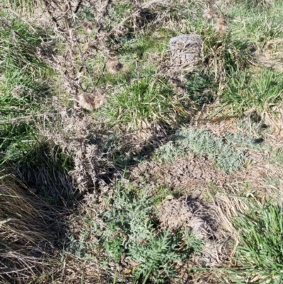 Cirsium vulgare (Spear Thistle) at Bruce, ACT - 16 Sep 2023 by jpittock