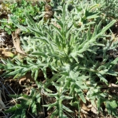 Cirsium vulgare at Bruce, ACT - 16 Sep 2023