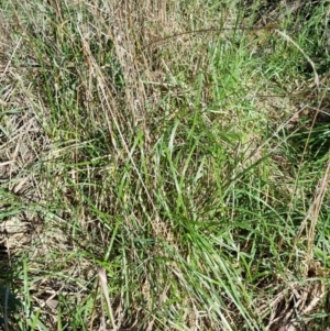 Festuca arundinacea at Bruce, ACT - 16 Sep 2023