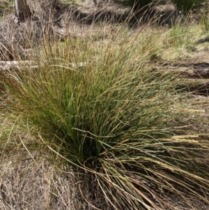 Carex appressa at Bruce, ACT - 16 Sep 2023 10:54 AM