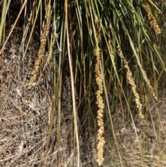 Carex appressa at Bruce, ACT - 16 Sep 2023