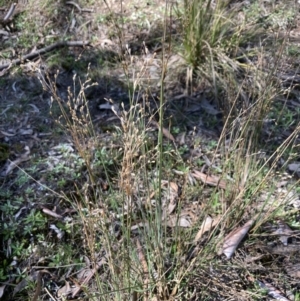 Juncus remotiflorus at Bruce, ACT - 16 Sep 2023