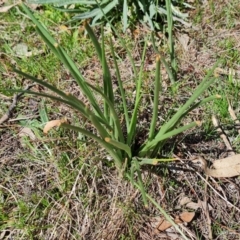 Bulbine bulbosa (Golden Lily) at Tuggeranong, ACT - 16 Sep 2023 by Mike