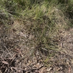 Lepidosperma laterale (Variable Sword Sedge) at Bruce, ACT - 16 Sep 2023 by lyndallh