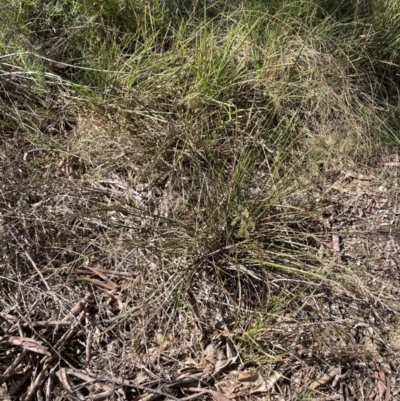 Lepidosperma laterale (Variable Sword Sedge) at Bruce, ACT - 16 Sep 2023 by lyndallh