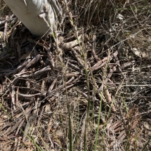 Lepidosperma laterale at Bruce, ACT - 16 Sep 2023 10:05 AM