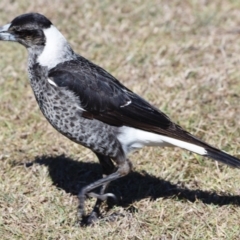 Gymnorhina tibicen (Australian Magpie) at Wellington Point, QLD - 1 Sep 2023 by PJH123