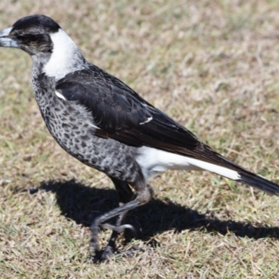 Gymnorhina tibicen (Australian Magpie) at Wellington Point, QLD - 1 Sep 2023 by PJH123