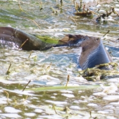 Cyprinus carpio (Common Carp) at Jerrabomberra Wetlands - 15 Sep 2023 by RodDeb