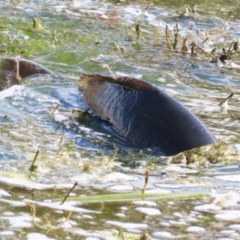 Cyprinus carpio at Fyshwick, ACT - 15 Sep 2023 12:26 PM