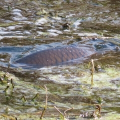 Cyprinus carpio at Fyshwick, ACT - 15 Sep 2023 12:26 PM