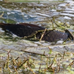 Cyprinus carpio at Fyshwick, ACT - 15 Sep 2023 12:26 PM