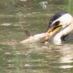 Cyprinus carpio at Fyshwick, ACT - 15 Sep 2023 12:26 PM