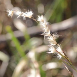 Rytidosperma sp. at Bruce, ACT - 16 Sep 2023