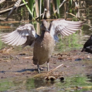 Stictonetta naevosa at Fyshwick, ACT - 15 Sep 2023