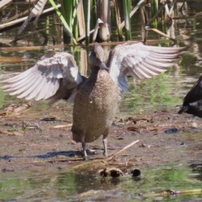 Stictonetta naevosa (Freckled Duck) at Jerrabomberra Wetlands - 15 Sep 2023 by RodDeb