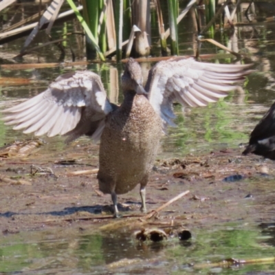 Stictonetta naevosa (Freckled Duck) at Fyshwick, ACT - 15 Sep 2023 by RodDeb