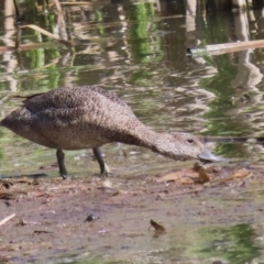 Stictonetta naevosa at Fyshwick, ACT - 15 Sep 2023