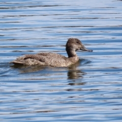 Stictonetta naevosa at Fyshwick, ACT - 15 Sep 2023