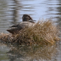 Stictonetta naevosa at Fyshwick, ACT - 15 Sep 2023