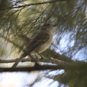 Pachycephala pectoralis at Fyshwick, ACT - 15 Sep 2023