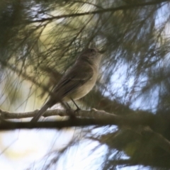 Pachycephala pectoralis at Fyshwick, ACT - 15 Sep 2023