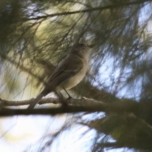 Pachycephala pectoralis at Fyshwick, ACT - 15 Sep 2023