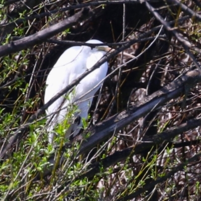 Ardea alba (Great Egret) at Jerrabomberra Wetlands - 15 Sep 2023 by RodDeb