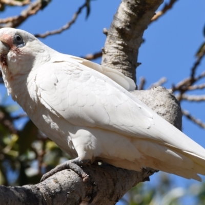 Cacatua tenuirostris X sanguinea (Long-billed X Little Corella (Hybrid)) at Wellington Point, QLD - 1 Sep 2023 by PJH123