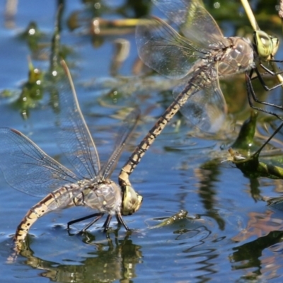 Anax papuensis (Australian Emperor) at Fyshwick, ACT - 15 Sep 2023 by RodDeb