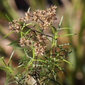 Cassinia quinquefaria at Bruce, ACT - 16 Sep 2023 10:15 AM