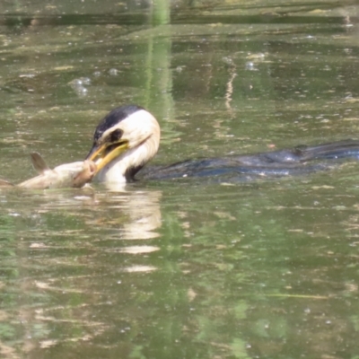 Microcarbo melanoleucos (Little Pied Cormorant) at Jerrabomberra Wetlands - 15 Sep 2023 by RodDeb